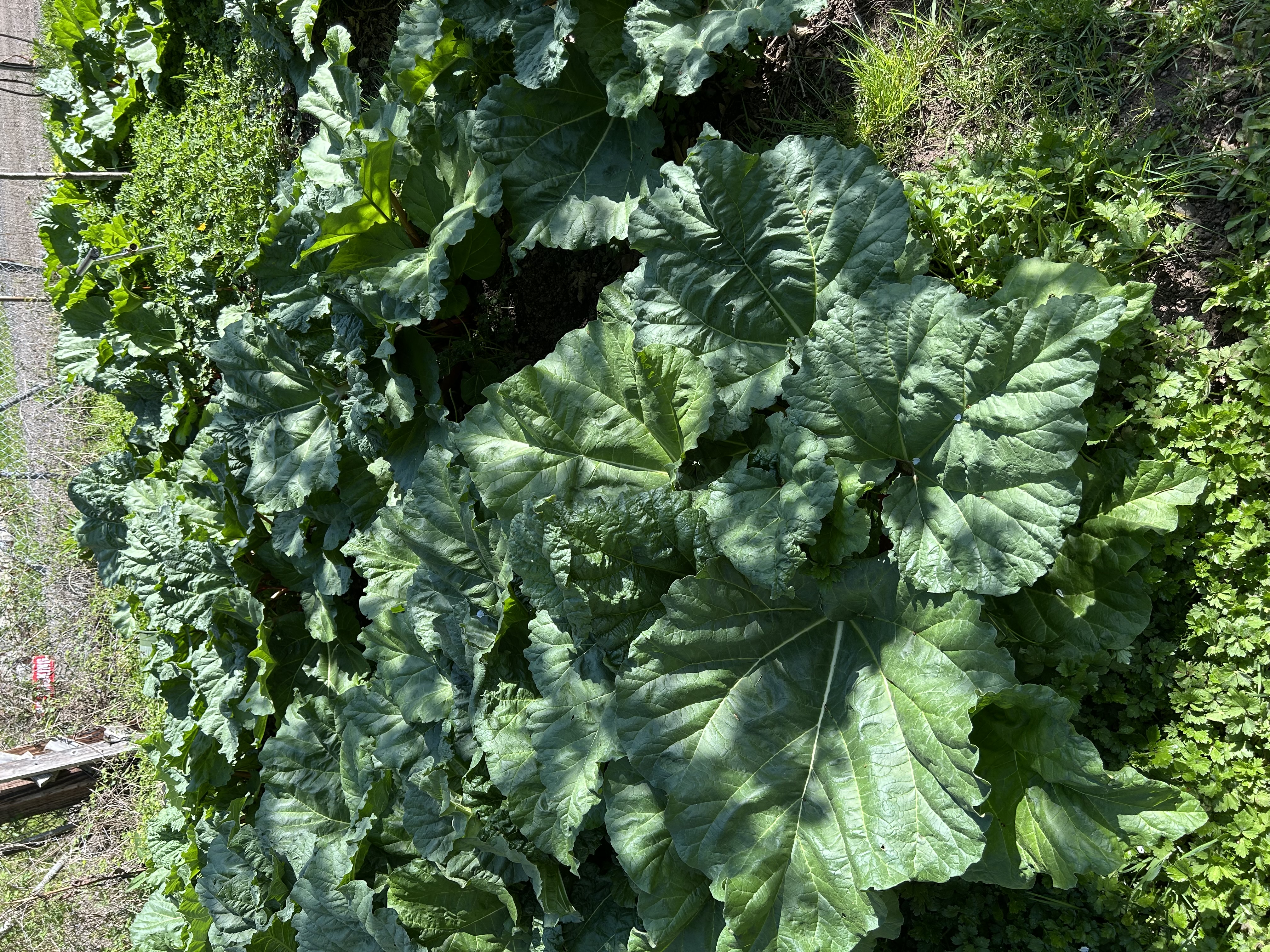 Gibson's farm, garden and grounds at Prospect Lake